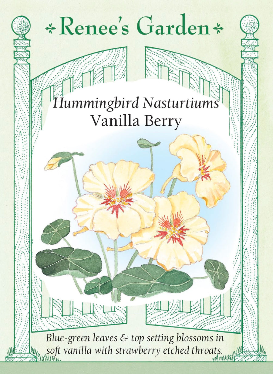 Visuel officiel de Renee's Garden associé aux semences de Capucine ‘Vanilla Berry’, référence RN5045. Les fleurs crème présentent de délicates marques rouge fraise dans la gorge. Elles dominent un feuillage bleu-vert et sont visitées par les colibris. Le port souple convient aux jardinières et aux bordures; les fleurs comestibles ajoutent une note poivrée aux plats.