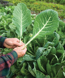 Semences Chou cavalier 'Broccolo Friulano' (Brassica oleracea var.