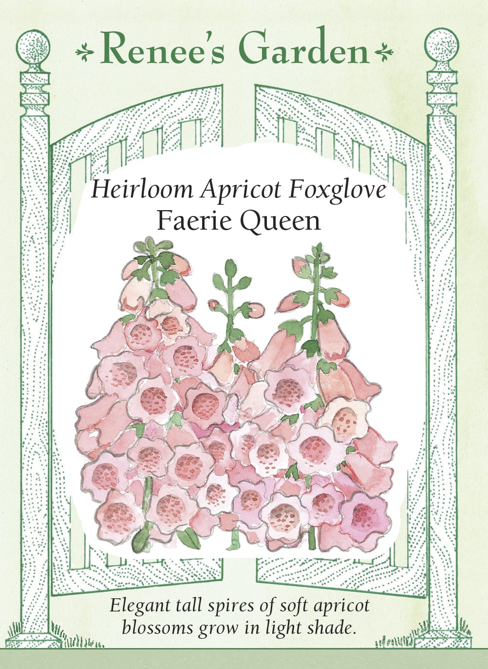 Visuel officiel de Renee's Garden associé aux semences de Digitale ‘Faerie Queen’, référence RN5047. Cette digitale porte de longues hampes garnies de clochettes abricot, dont la gorge crème est ponctuée de petites marques. Le feuillage forme une rosette à la base. Le semencier recommande une lumière filtrée. Toutes les parties de cette plante sont toxiques si elles sont ingérées; elle est destinée à l’ornement.
