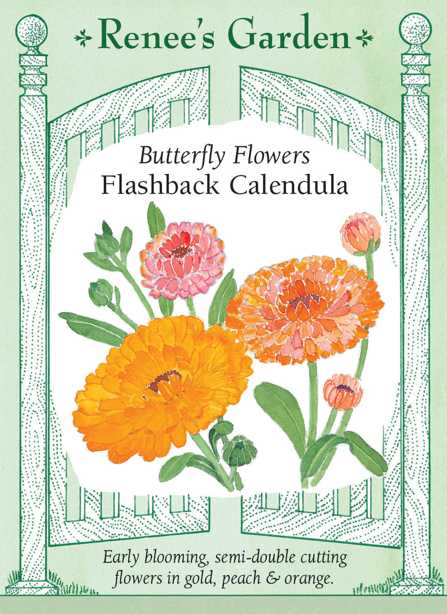 Visuel officiel de Renee's Garden associé aux semences de Calendules en mélange Flashback, référence RN5062. Ce mélange porte des fleurs semi-doubles de 5 à 8 cm (2 à 3 po), dans des tons orange, abricot, pêche et crème. Plusieurs pétales présentent un revers rouge foncé. Le semencier décrit des plants ramifiés et une floraison précoce. Les fleurs conviennent aux bouquets champêtres.