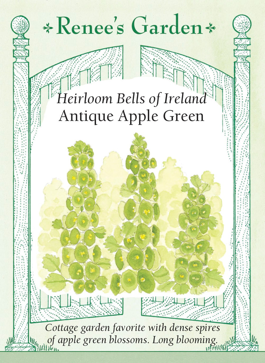 Visuel officiel de Renee's Garden associé aux semences de Clochettes d’Irlande, référence RN5064. Les longues tiges de cette plante portent des bractées vert pomme en forme de clochette, chacune entourant une petite fleur blanche. Le semencier décrit un intérêt marqué pour les bouquets frais et secs. La couleur verte permet de mettre en valeur d’autres fleurs, sans ajouter une couleur vive supplémentaire.