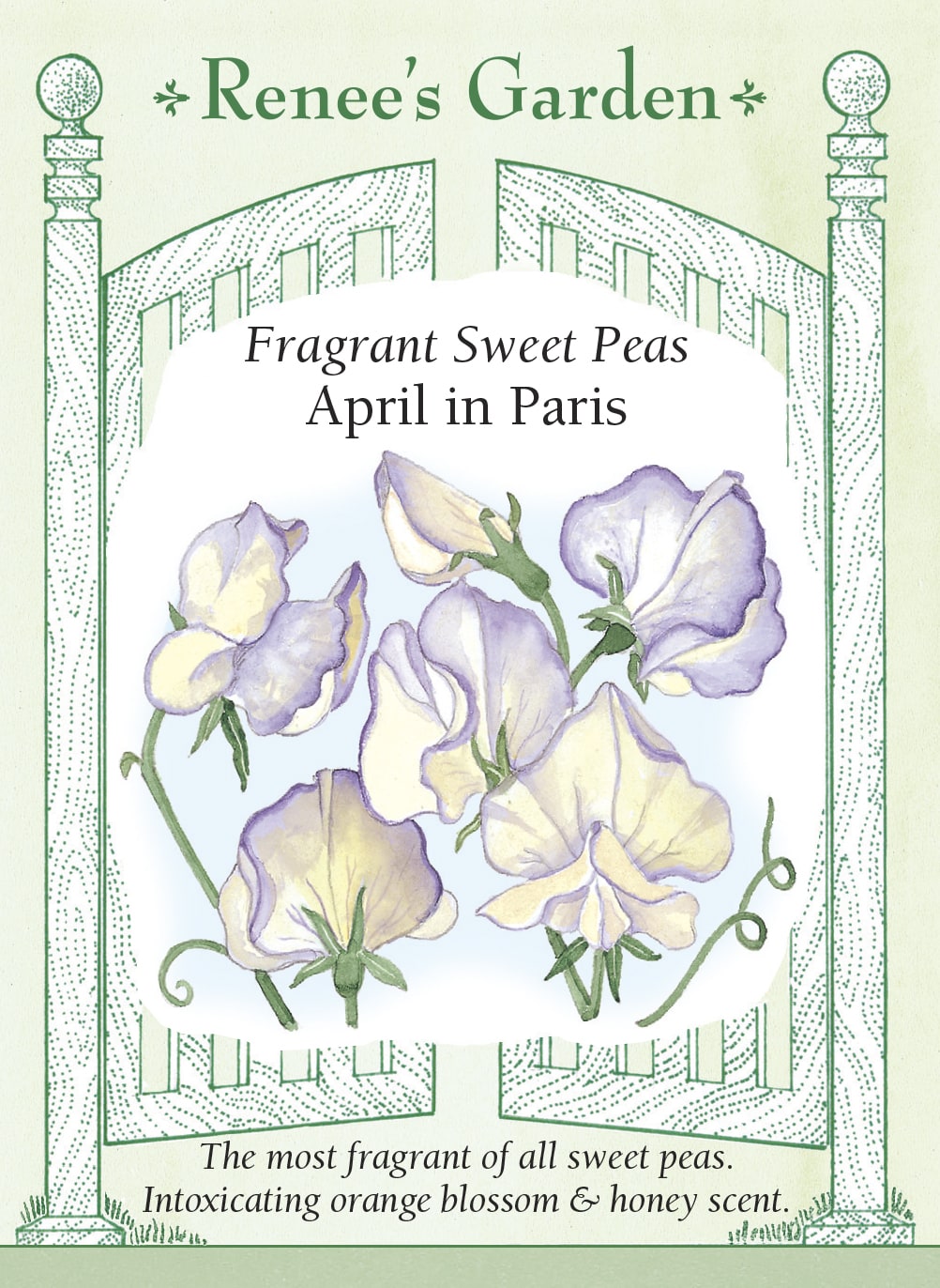 Visuel officiel de Renee's Garden associé aux semences de Pois de senteur ‘April in Paris’, référence RN5065. Les grandes fleurs ondulées sont crème primevère avec une bordure lilas foncé qui s’accentue en vieillissant. Les tiges grimpantes portent des fleurs parfumées sur de longs pédoncules. Cette variété convient particulièrement aux bouquets odorants.