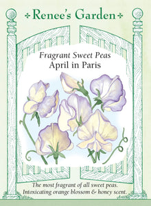 Visuel officiel de Renee's Garden associé aux semences de Pois de senteur ‘April in Paris’, référence RN5065. Les grandes fleurs ondulées sont crème primevère avec une bordure lilas foncé qui s’accentue en vieillissant. Les tiges grimpantes portent des fleurs parfumées sur de longs pédoncules. Cette variété convient particulièrement aux bouquets odorants.