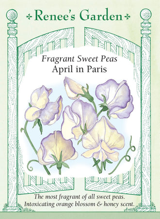 Visuel officiel de Renee's Garden associé aux semences de Pois de senteur ‘April in Paris’, référence RN5065. Les grandes fleurs ondulées sont crème primevère avec une bordure lilas foncé qui s’accentue en vieillissant. Les tiges grimpantes portent des fleurs parfumées sur de longs pédoncules. Cette variété convient particulièrement aux bouquets odorants.