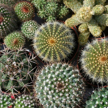 Cactus mélangé