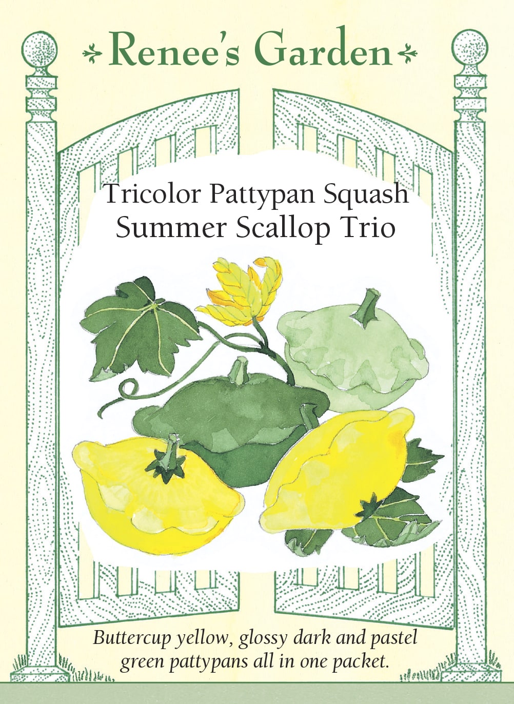 Visuel officiel de Renee's Garden pour les semences « Pâtissons en mélange Summer Scallop Trio », référence RN5078. Ce mélange comprend ‘Sunburst’, jaune, ‘Starship’, vert foncé, et ‘Peter Pan’, vert pâle. Les fruits présentent la forme aplatie et festonnée des pâtissons. Le semencier associe les graines roses à ‘Sunburst’, les vertes à ‘Starship’ et les graines non colorées à ‘Peter Pan’. Les fruits se récoltent jeunes pour la cuisine.