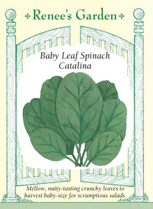 Visuel officiel de Renee's Garden pour les semences « Épinard ‘Catalina’ », référence RN5080. Cette sélection porte des feuilles ovales, lisses et vert foncé. Le semencier la recommande pour la récolte de jeunes feuilles, en raison de leur texture croquante et de leur saveur douce. Les plants sont décrits comme vigoureux. La récolte peut être utilisée en salade après lavage ou dans des préparations rapidement cuites.