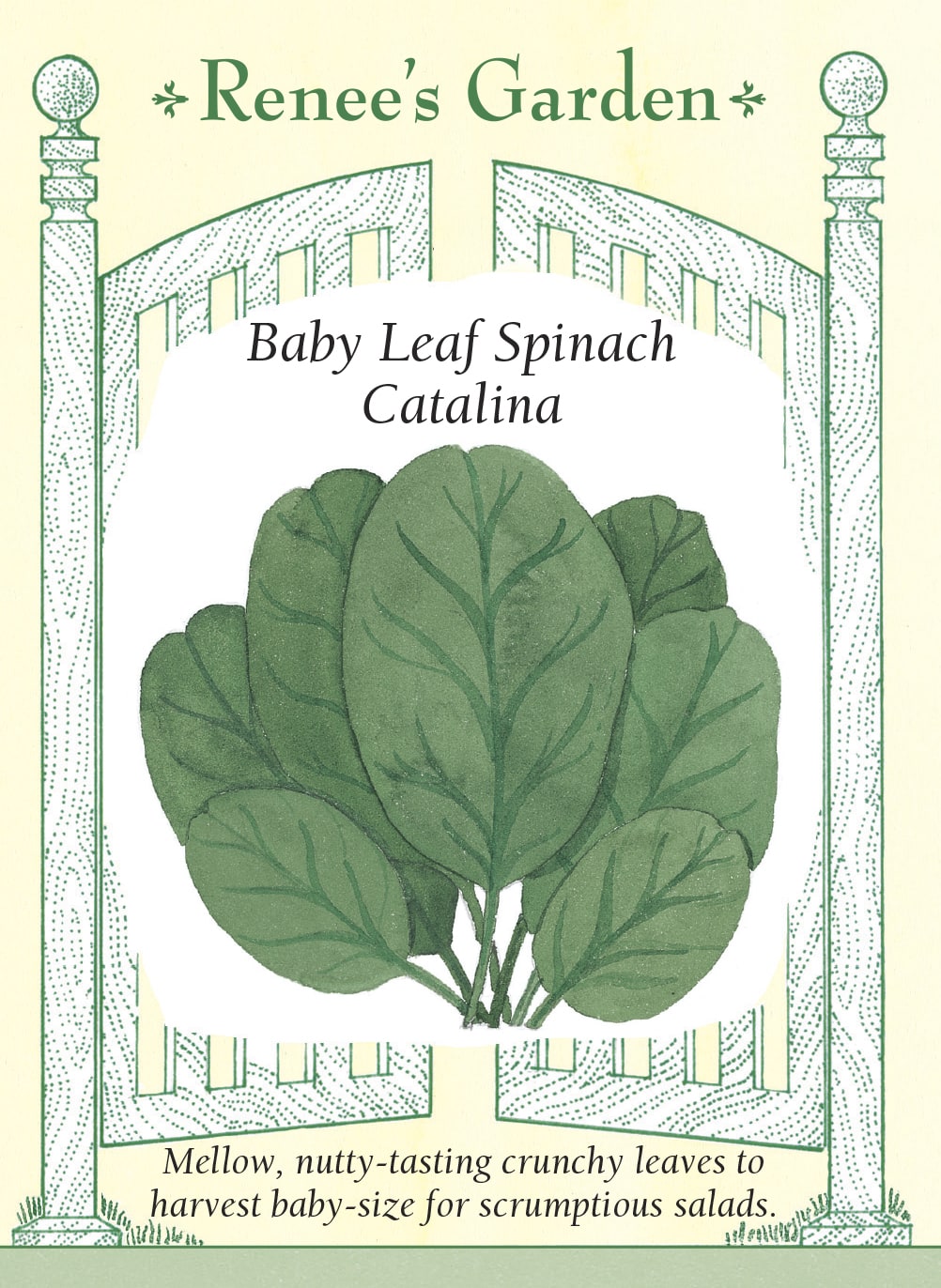 Visuel officiel de Renee's Garden pour les semences « Épinard ‘Catalina’ », référence RN5080. Cette sélection porte des feuilles ovales, lisses et vert foncé. Le semencier la recommande pour la récolte de jeunes feuilles, en raison de leur texture croquante et de leur saveur douce. Les plants sont décrits comme vigoureux. La récolte peut être utilisée en salade après lavage ou dans des préparations rapidement cuites.