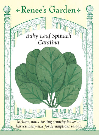 Visuel officiel de Renee's Garden pour les semences « Épinard ‘Catalina’ », référence RN5080. Cette sélection porte des feuilles ovales, lisses et vert foncé. Le semencier la recommande pour la récolte de jeunes feuilles, en raison de leur texture croquante et de leur saveur douce. Les plants sont décrits comme vigoureux. La récolte peut être utilisée en salade après lavage ou dans des préparations rapidement cuites.