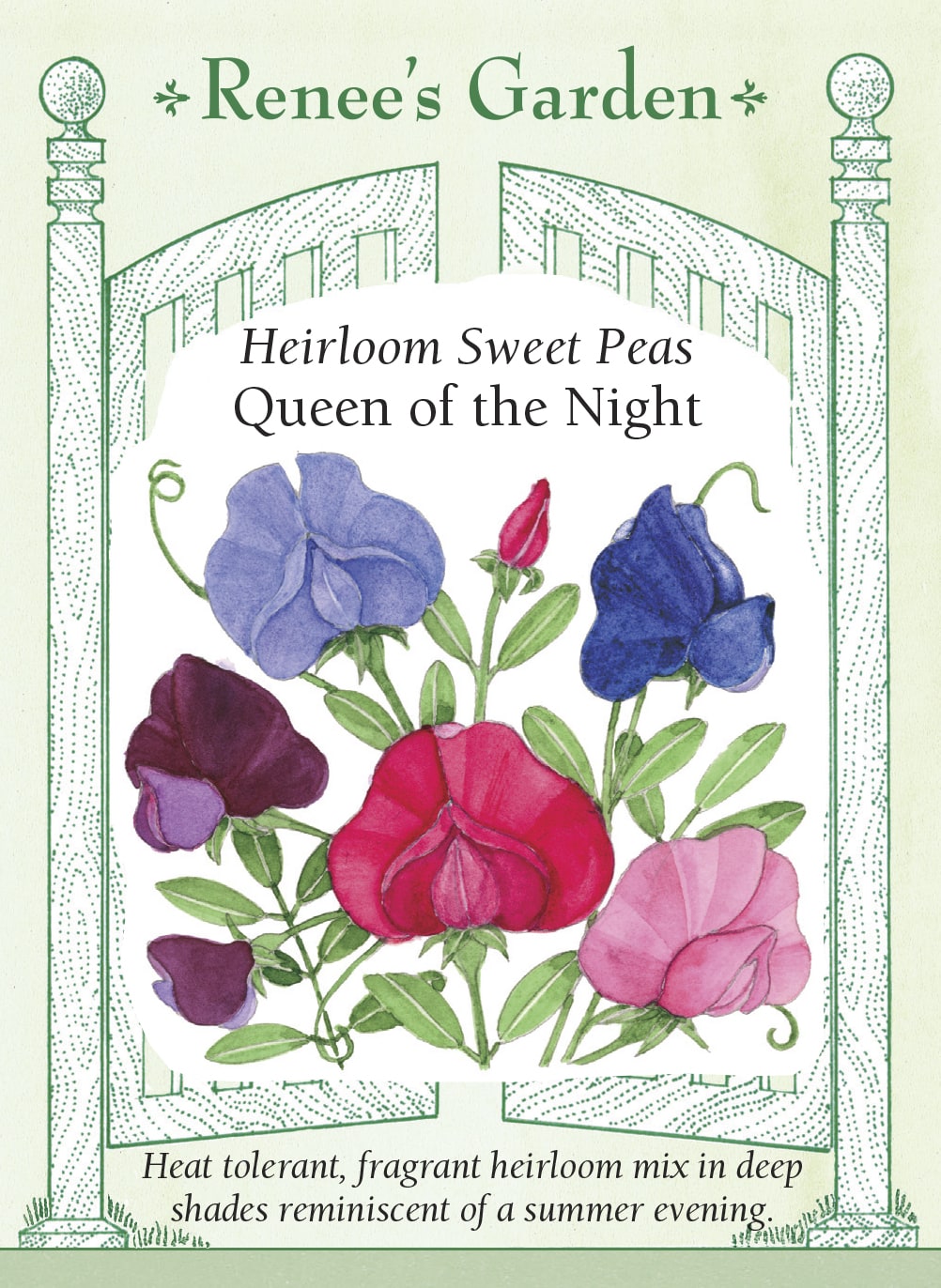 Visuel officiel de Renee's Garden associé aux semences de Pois de senteur en mélange Queen of the Night, référence RN5091. Ce mélange parfumé comprend Captain of the Blues, Cupani, Lord Nelson, King Edward VII et Miss Willmott. Les fleurs associent des teintes mauve bleu, pourpres, lilas, bleu marine, cramoisies et saumon. Les tiges grimpantes peuvent couvrir un treillis.