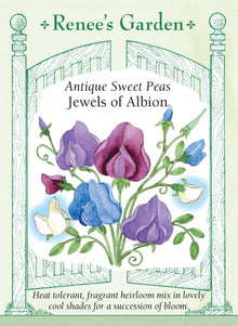 Visuel officiel de Renee's Garden associé aux semences de Pois de senteur en mélange Jewels of Albion, référence RN5093. Ce mélange de variétés anciennes parfumées comprend Flora Norton, Lord Nelson, Mrs. Collier, Lady Grisel Hamilton et Captain of the Blues. Les fleurs associent le bleu pâle, le bleu soutenu, le crème et le lavande sur des plantes grimpantes.