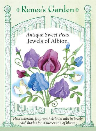 Visuel officiel de Renee's Garden associé aux semences de Pois de senteur en mélange Jewels of Albion, référence RN5093. Ce mélange de variétés anciennes parfumées comprend Flora Norton, Lord Nelson, Mrs. Collier, Lady Grisel Hamilton et Captain of the Blues. Les fleurs associent le bleu pâle, le bleu soutenu, le crème et le lavande sur des plantes grimpantes.