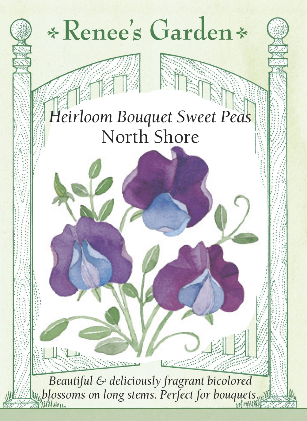 Visuel officiel de Renee's Garden associé aux semences de Pois de senteur ‘North Shore’, référence RN5098. Les fleurs bicolores associent le rouge bordeaux et le bleu violet sur des pétales ondulés. Elles sont parfumées et portées par de longs pédoncules. Les tiges grimpantes produisent des fleurs adaptées aux bouquets de saison fraîche.