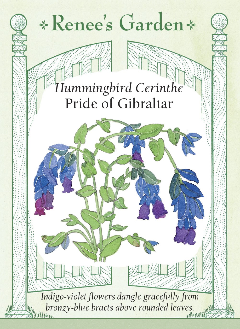 Visuel officiel de Renee's Garden associé aux semences de Mélinet ‘Pride of Gibraltar’, référence RN5099. Ce mélinet porte des fleurs pendantes violet indigo, associées à des bractées bleu bronze. Les feuilles arrondies sont gris-vert. Le semencier souligne l’originalité de cette combinaison de couleurs. Les tiges peuvent être utilisées en bouquets, et leur silhouette apporte un contraste avec les fleurs plus ouvertes de la plate-bande.