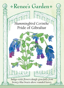 Visuel officiel de Renee's Garden associé aux semences de Mélinet ‘Pride of Gibraltar’, référence RN5099. Ce mélinet porte des fleurs pendantes violet indigo, associées à des bractées bleu bronze. Les feuilles arrondies sont gris-vert. Le semencier souligne l’originalité de cette combinaison de couleurs. Les tiges peuvent être utilisées en bouquets, et leur silhouette apporte un contraste avec les fleurs plus ouvertes de la plate-bande.
