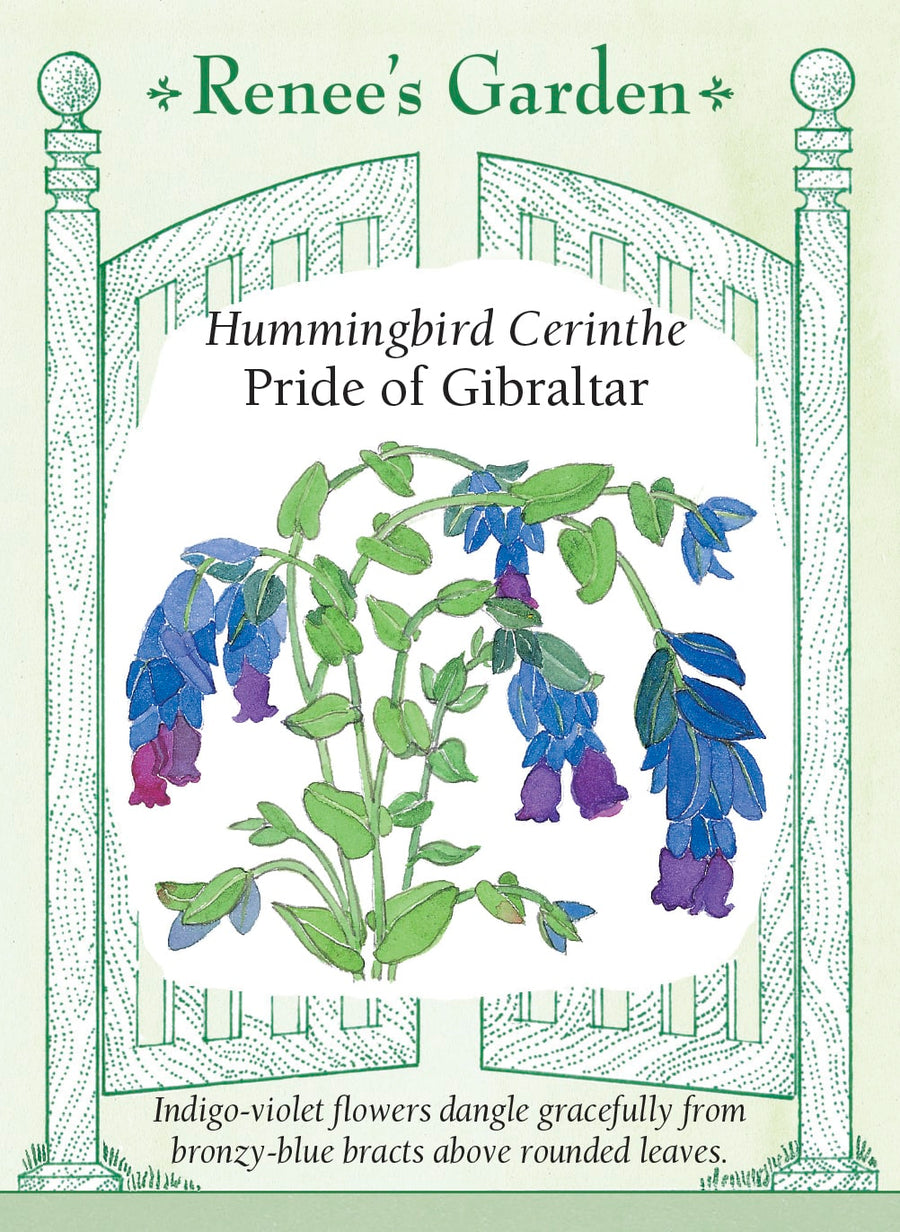 Visuel officiel de Renee's Garden associé aux semences de Mélinet ‘Pride of Gibraltar’, référence RN5099. Ce mélinet porte des fleurs pendantes violet indigo, associées à des bractées bleu bronze. Les feuilles arrondies sont gris-vert. Le semencier souligne l’originalité de cette combinaison de couleurs. Les tiges peuvent être utilisées en bouquets, et leur silhouette apporte un contraste avec les fleurs plus ouvertes de la plate-bande.