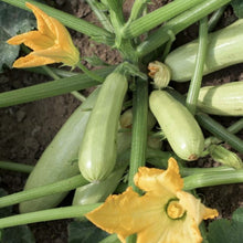 Semences Zucchini 'Di Trieste' (Cucurbita pepo)
