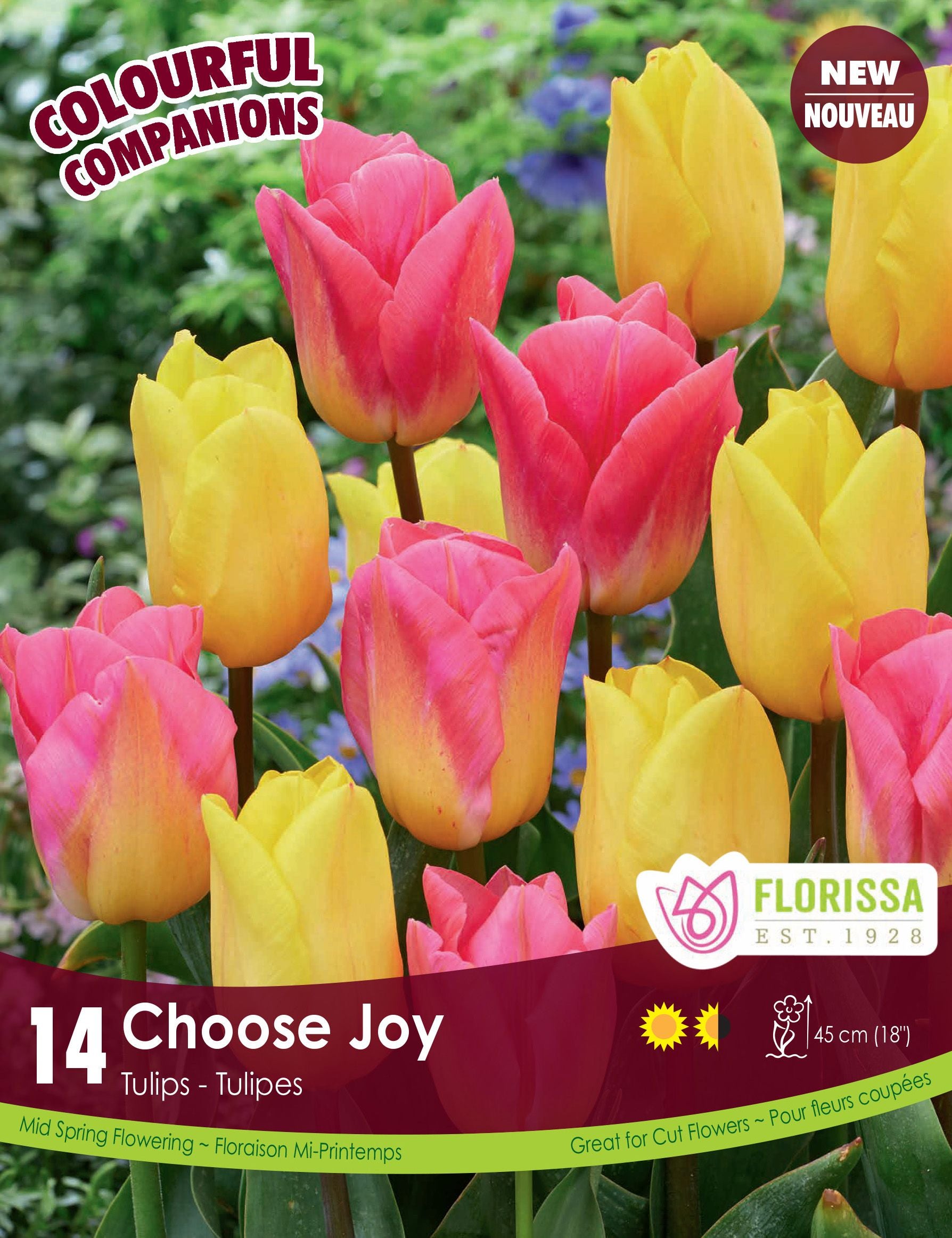 Harmonie Florale ‘Choose Joy’ (<em>Tulipa</em> spp.)