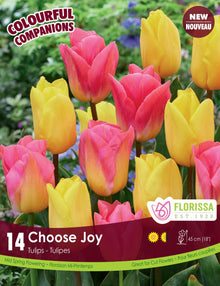 Harmonie Florale ‘Choose Joy’ (<em>Tulipa</em> spp.)