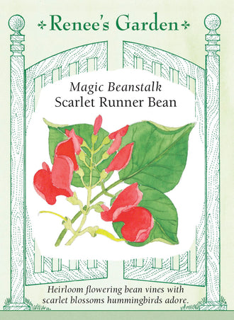 Visuel officiel de Renee's Garden associé aux semences de Haricot d’Espagne Magic Beanstalk, référence RN5105. Les tiges grimpantes atteignent environ 3 à 3,7 m (10 à 12 pi) et portent des fleurs écarlates appréciées des colibris. Les gousses larges renferment à maturité de gros grains noirs et pourpres. Les jeunes gousses et les grains se consomment cuits.