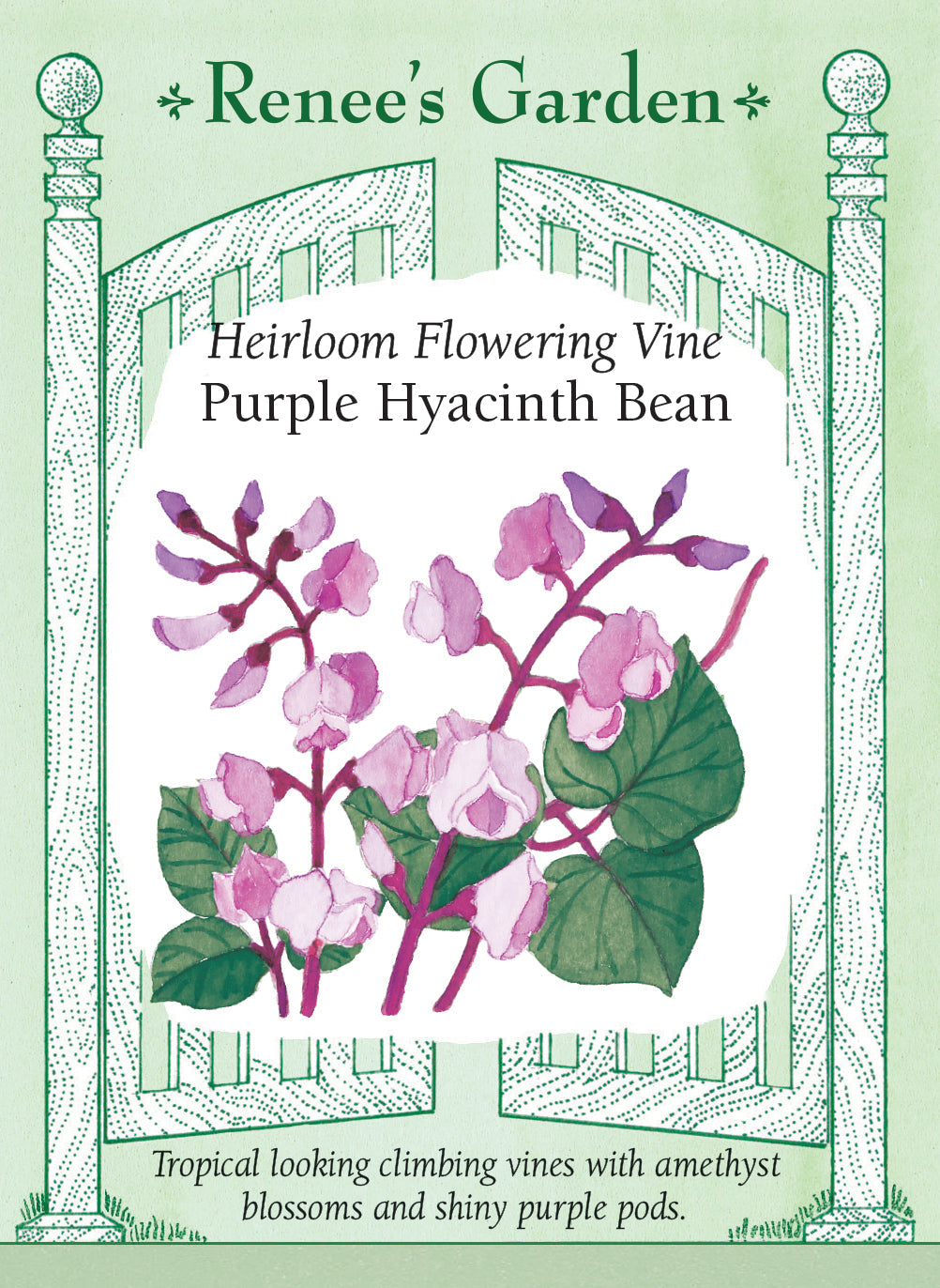 Visuel officiel de Renee's Garden associé aux semences de Dolique pourpre d’ornement, référence RN5106. Cette plante grimpante porte des tiges pourpres, des fleurs améthyste et violettes, puis des gousses plates et lustrées d’environ 8 cm (3 po). Le semencier la présente pour son effet décoratif estival. Les tiges volubiles demandent un support. Cette référence ne doit pas être traitée comme un haricot vert ordinaire à consommer cru.