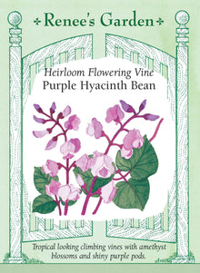 Visuel officiel de Renee's Garden associé aux semences de Dolique pourpre d’ornement, référence RN5106. Cette plante grimpante porte des tiges pourpres, des fleurs améthyste et violettes, puis des gousses plates et lustrées d’environ 8 cm (3 po). Le semencier la présente pour son effet décoratif estival. Les tiges volubiles demandent un support. Cette référence ne doit pas être traitée comme un haricot vert ordinaire à consommer cru.