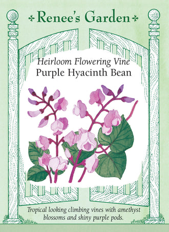 Visuel officiel de Renee's Garden associé aux semences de Dolique pourpre d’ornement, référence RN5106. Cette plante grimpante porte des tiges pourpres, des fleurs améthyste et violettes, puis des gousses plates et lustrées d’environ 8 cm (3 po). Le semencier la présente pour son effet décoratif estival. Les tiges volubiles demandent un support. Cette référence ne doit pas être traitée comme un haricot vert ordinaire à consommer cru.