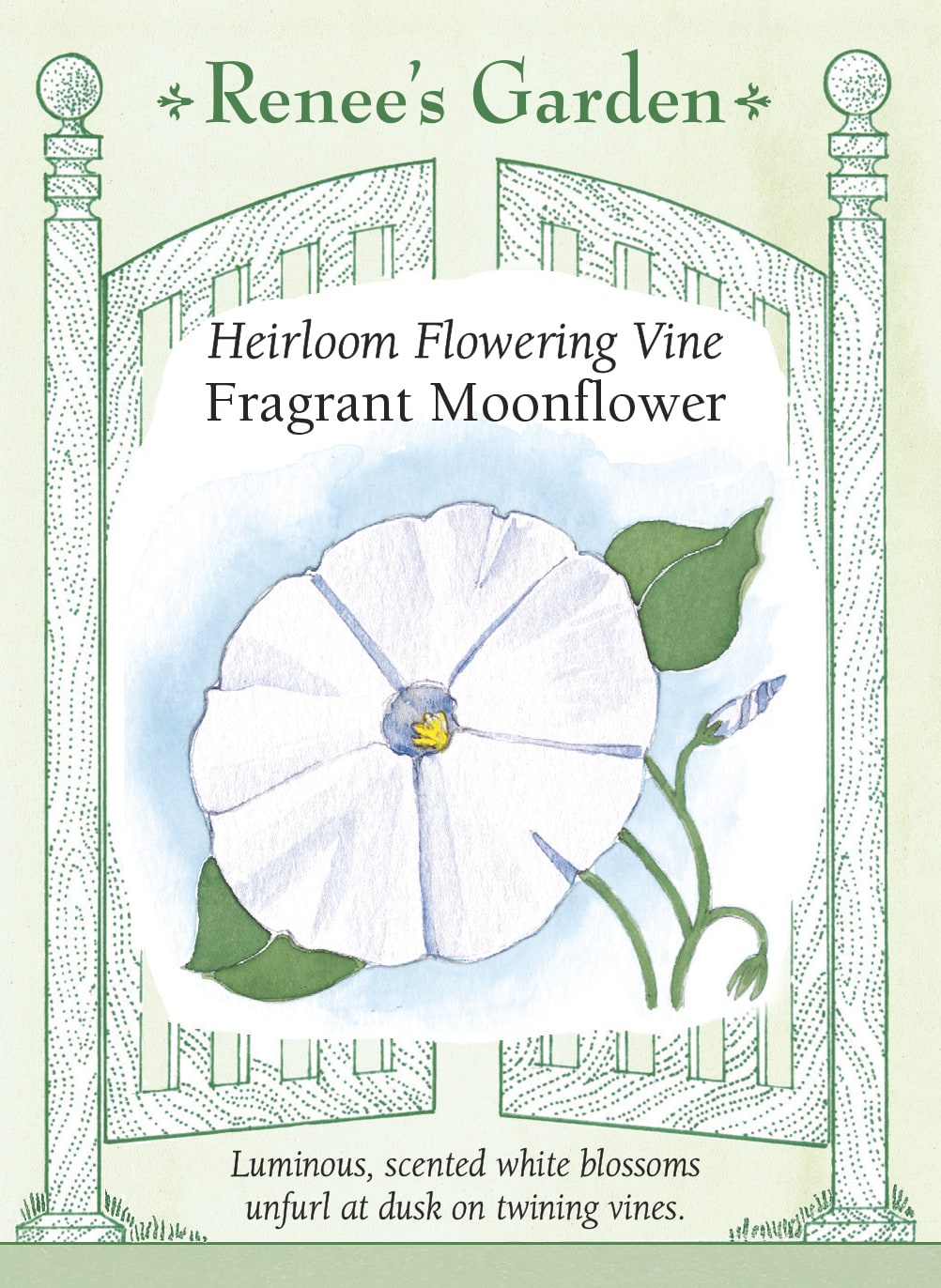Visuel officiel de Renee's Garden associé aux semences d’ipomée blanche, référence RN5107. Cette ipomée développe de grandes feuilles vertes cordiformes et des fleurs blanches en trompette. Le semencier décrit une ouverture au crépuscule, accompagnée d’un parfum marqué. Les tiges sont vigoureuses et demandent un support solide. La plante convient aux aménagements dont on profite en soirée.