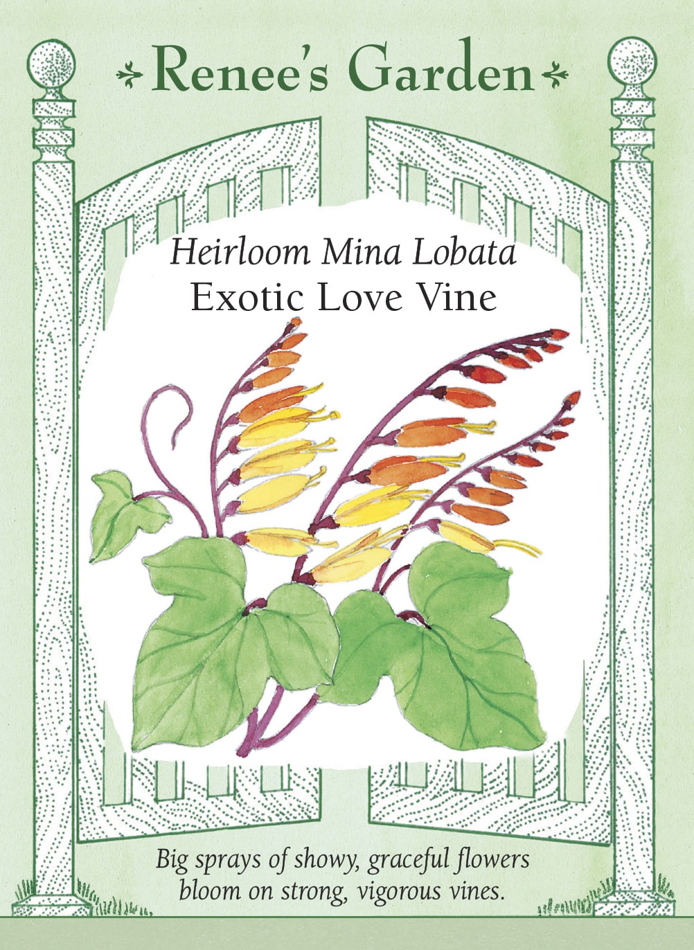 Visuel officiel de Renee's Garden associé aux semences d’ipomée lobée, référence RN5108. Cette plante grimpante porte des feuilles lobées et des grappes de fleurs tubulaires. Les boutons orange-rouge évoluent vers des tons corail, jaunes et crème, visibles ensemble sur une même grappe. Le semencier décrit des tiges vigoureuses. Un treillis ou une clôture permet de mettre les grappes en valeur.