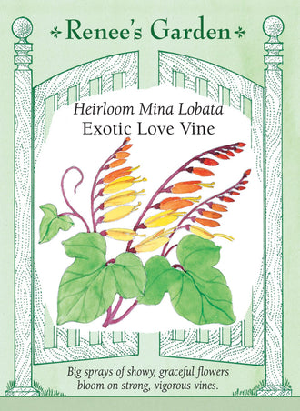 Visuel officiel de Renee's Garden associé aux semences d’ipomée lobée, référence RN5108. Cette plante grimpante porte des feuilles lobées et des grappes de fleurs tubulaires. Les boutons orange-rouge évoluent vers des tons corail, jaunes et crème, visibles ensemble sur une même grappe. Le semencier décrit des tiges vigoureuses. Un treillis ou une clôture permet de mettre les grappes en valeur.