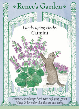 Visuel officiel de Renee's Garden associé aux semences de Népéta, référence RN5110. Cette népéta forme des coussins de feuilles gris-vert, surmontés de nombreuses petites fleurs bleu lavande. Le semencier la propose en bordure de plates-bandes, près des rosiers ou dans un jardin de fines herbes. Le feuillage est aromatique. Cette référence ornementale doit être distinguée de la cataire habituellement vendue comme herbe-aux-chats.