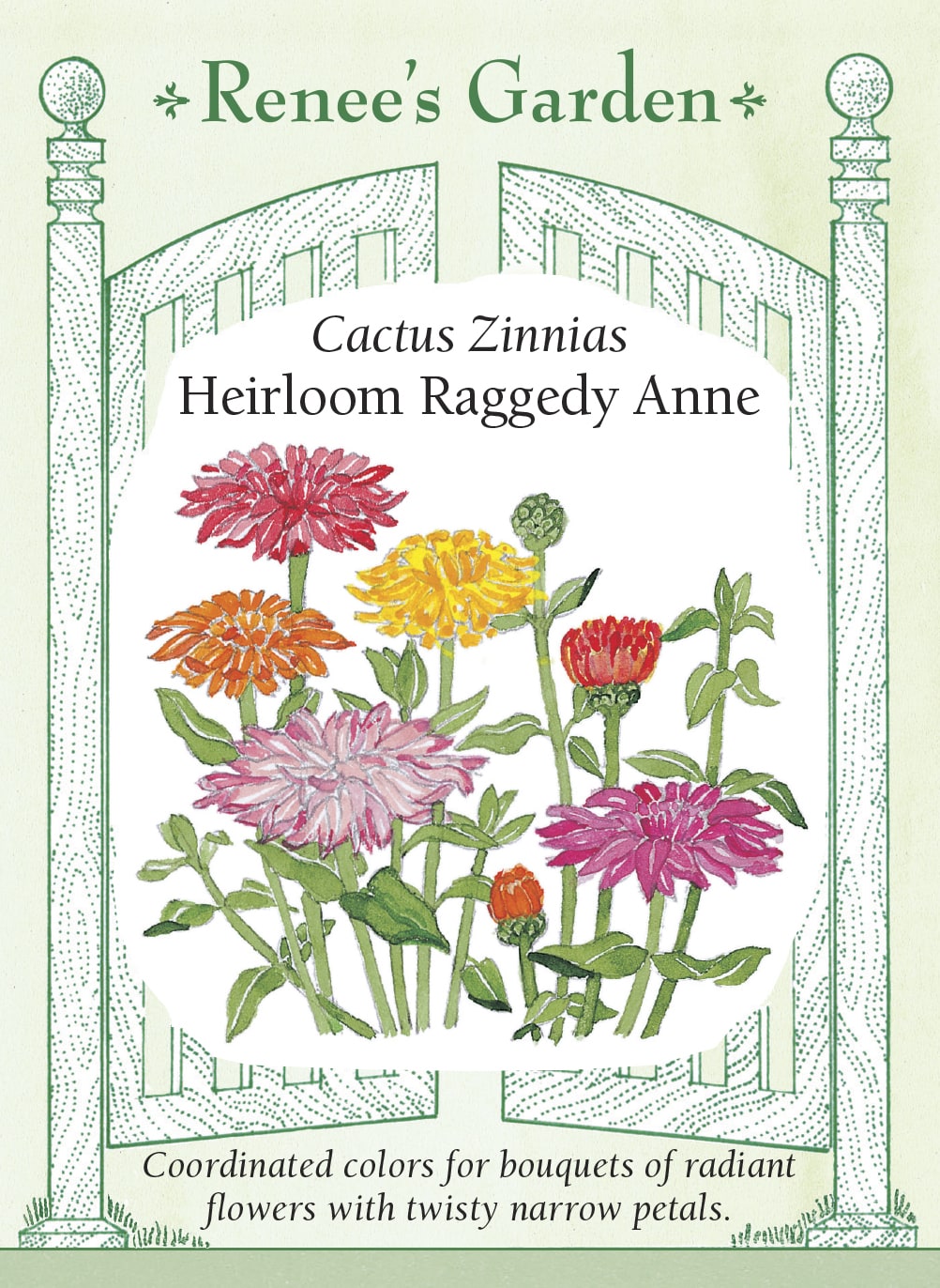 Visuel officiel de Renee's Garden associé aux semences de Zinnias cactus en mélange Raggedy Anne, référence RN5117. Les grandes fleurs d’environ 10 à 13 cm (4 à 5 po) présentent des pétales étroits et recourbés. Le mélange comprend des teintes jaunes, orange, rouges, corail, roses, lilas et blanches. Les plantes atteignent environ 90 à 120 cm (3 à 4 pi).