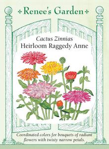 Visuel officiel de Renee's Garden associé aux semences de Zinnias cactus en mélange Raggedy Anne, référence RN5117. Les grandes fleurs d’environ 10 à 13 cm (4 à 5 po) présentent des pétales étroits et recourbés. Le mélange comprend des teintes jaunes, orange, rouges, corail, roses, lilas et blanches. Les plantes atteignent environ 90 à 120 cm (3 à 4 pi).