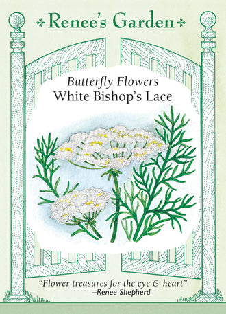 Visuel officiel de Renee's Garden associé aux semences d’ammi élevé, référence RN5125. Cet ammi développe de grandes ombelles blanches, finement divisées, au-dessus d’un feuillage découpé. Le semencier indique des plants d’environ 90 cm (3 pi) et des ombelles de 10 à 13 cm (4 à 5 po). Les longues tiges se prêtent aux bouquets. Cette référence appartient à Ammi majus.