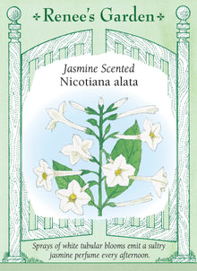 Visuel officiel de Renee's Garden associé aux semences de Tabac d’ornement blanc, référence RN5132. Les fleurs tubulaires blanches exhalent un parfum rappelant le jasmin en fin d’après-midi et en soirée. Elles sont portées par des plantes à larges feuilles atteignant environ 90 à 120 cm (3 à 4 pi). Leur silhouette souple convient aux massifs parfumés.