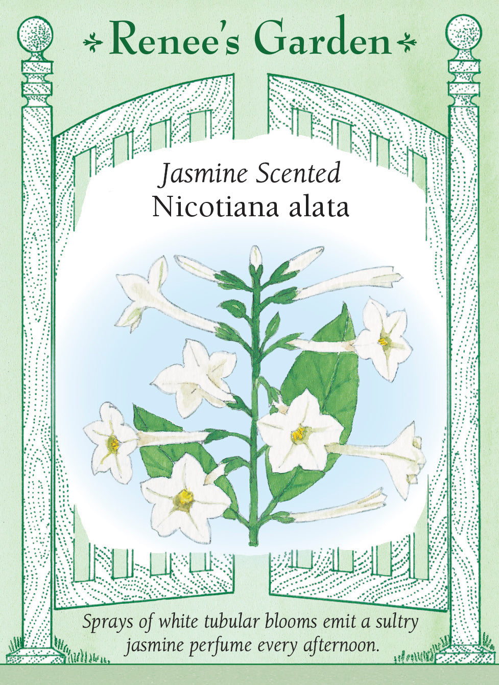 Visuel officiel de Renee's Garden associé aux semences de Tabac d’ornement blanc, référence RN5132. Les fleurs tubulaires blanches exhalent un parfum rappelant le jasmin en fin d’après-midi et en soirée. Elles sont portées par des plantes à larges feuilles atteignant environ 90 à 120 cm (3 à 4 pi). Leur silhouette souple convient aux massifs parfumés.