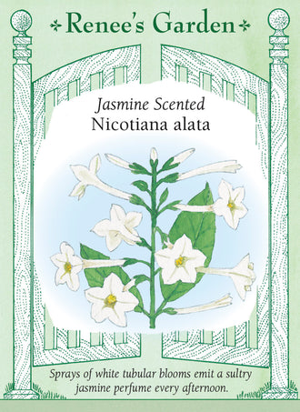 Visuel officiel de Renee's Garden associé aux semences de Tabac d’ornement blanc, référence RN5132. Les fleurs tubulaires blanches exhalent un parfum rappelant le jasmin en fin d’après-midi et en soirée. Elles sont portées par des plantes à larges feuilles atteignant environ 90 à 120 cm (3 à 4 pi). Leur silhouette souple convient aux massifs parfumés.