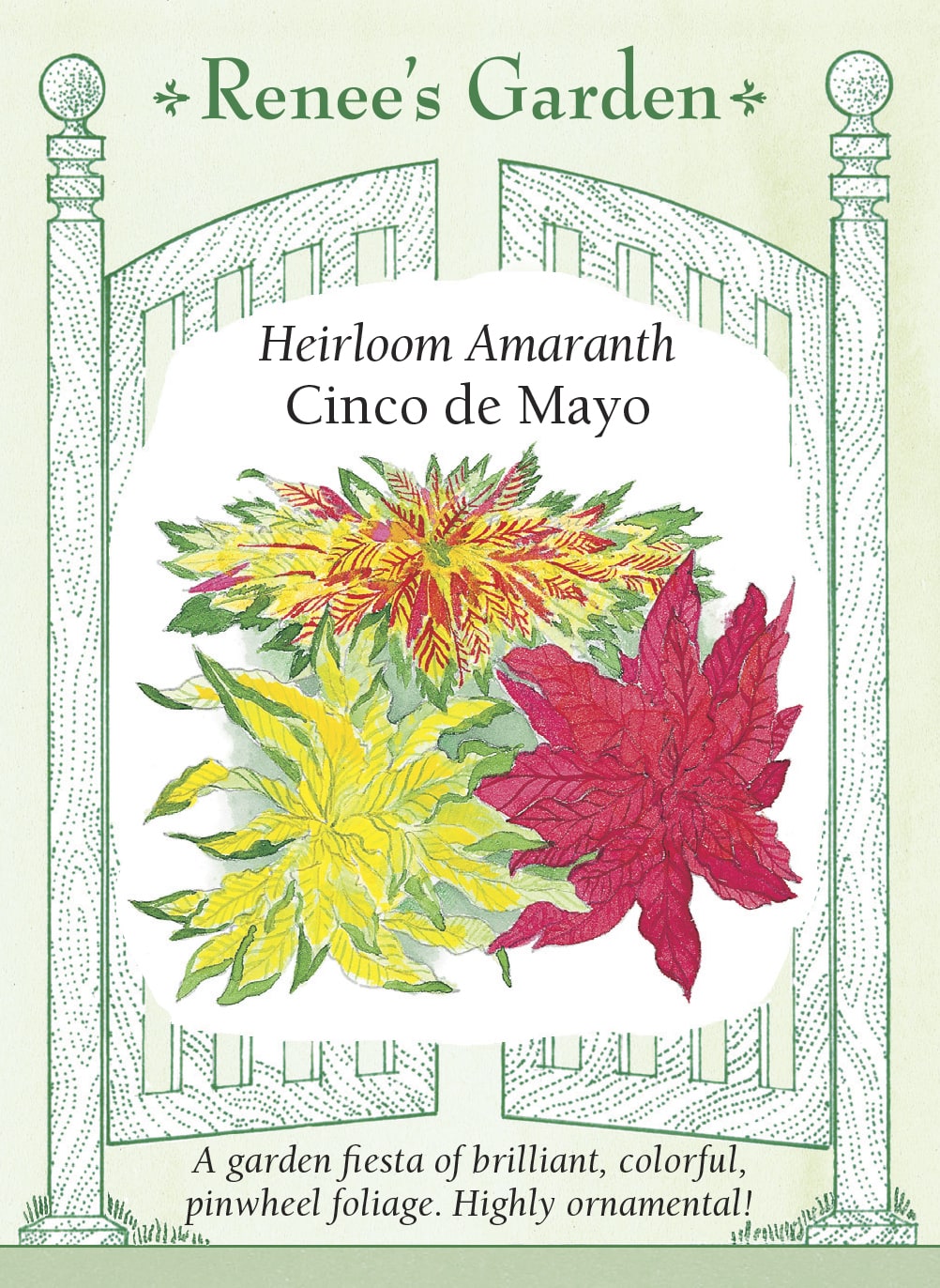 Visuel officiel de Renee's Garden associé aux semences d’amarantes en mélange Cinco de Mayo, référence RN5134. Ce mélange d’amarantes décoratives se distingue surtout par son feuillage. Les plants ramifiés atteignent environ 90 à 120 cm (3 à 4 pi) et portent des rosettes de feuilles jaunes, rouge orangé, magenta ou multicolores. Le semencier souligne leur goût pour la chaleur et leur intérêt visuel en fin d’été.