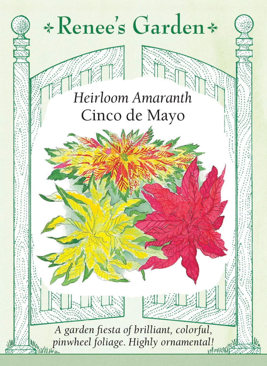Visuel officiel de Renee's Garden associé aux semences d’amarantes en mélange Cinco de Mayo, référence RN5134. Ce mélange d’amarantes décoratives se distingue surtout par son feuillage. Les plants ramifiés atteignent environ 90 à 120 cm (3 à 4 pi) et portent des rosettes de feuilles jaunes, rouge orangé, magenta ou multicolores. Le semencier souligne leur goût pour la chaleur et leur intérêt visuel en fin d’été.