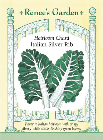 Visuel officiel de Renee's Garden pour les semences « Bette à carde ‘Silver Rib’ », référence RN5145. ‘Silver Rib’ porte de larges côtes blanc argenté et des feuilles vertes, brillantes et gaufrées. Les plants sont amples et vigoureux. Les feuilles et les côtes offrent une saveur douce; elles peuvent être cuites à la vapeur, sautées ou ajoutées aux soupes. Les côtes plus épaisses peuvent demander un temps de cuisson différent de celui du limbe.