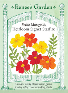Visuel officiel de Renee's Garden associé aux semences de Tagètes en mélange Starfire, référence RN5150. Ce mélange de Tagetes tenuifolia porte de petites fleurs simples dans des tons rouges, dorés et jaune citron. Les plants forment des masses arrondies adaptées aux bordures et aux contenants. Le semencier décrit un parfum citronné du feuillage. Les fleurs couvrent progressivement les plants pendant la saison.
