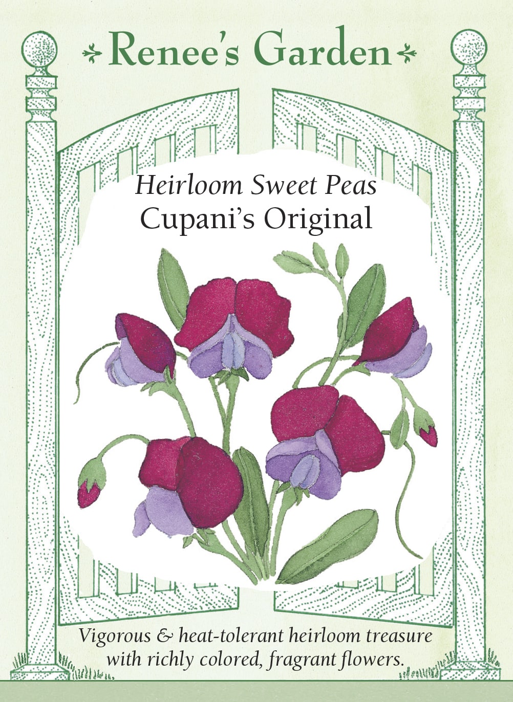 Visuel officiel de Renee's Garden associé aux semences de Pois de senteur ‘Cupani’s Original’, référence RN5152. Les fleurs simples bicolores associent le pourpre marron et le violet. Cette sélection ancienne possède un parfum soutenu et tolère mieux la chaleur que plusieurs autres pois de senteur. Ses tiges grimpantes permettent de garnir un support.