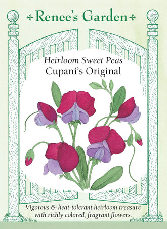 Visuel officiel de Renee's Garden associé aux semences de Pois de senteur ‘Cupani’s Original’, référence RN5152. Les fleurs simples bicolores associent le pourpre marron et le violet. Cette sélection ancienne possède un parfum soutenu et tolère mieux la chaleur que plusieurs autres pois de senteur. Ses tiges grimpantes permettent de garnir un support.