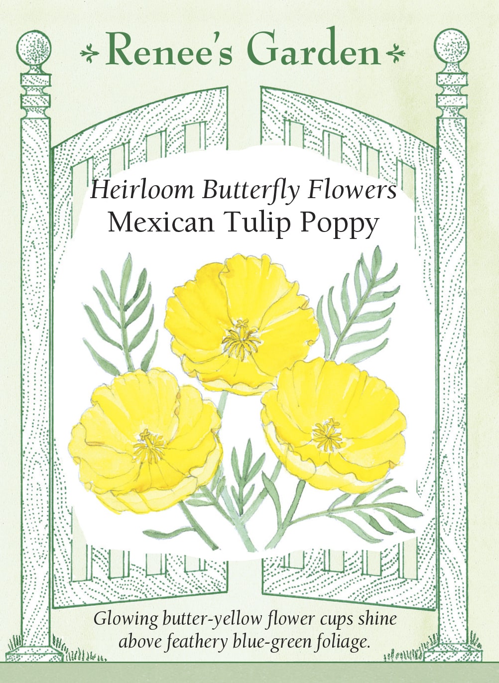 Visuel officiel de Renee's Garden associé aux semences de Pavot tulipe du Mexique, référence RN5155. Les fleurs jaune beurre ressemblent à des tulipes ouvertes et mesurent environ 8 cm (3 po). Elles accompagnent un feuillage bleu-vert découpé. Les plantes atteignent environ 45 à 60 cm (18 à 24 po) et leurs tiges droites conviennent aux bouquets frais.