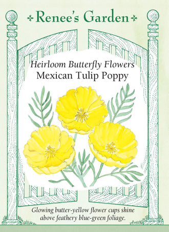 Visuel officiel de Renee's Garden associé aux semences de Pavot tulipe du Mexique, référence RN5155. Les fleurs jaune beurre ressemblent à des tulipes ouvertes et mesurent environ 8 cm (3 po). Elles accompagnent un feuillage bleu-vert découpé. Les plantes atteignent environ 45 à 60 cm (18 à 24 po) et leurs tiges droites conviennent aux bouquets frais.
