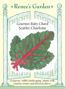 Visuel officiel de Renee's Garden pour les semences « Bette à carde ‘Scarlet Charlotte’ », référence RN5156. De larges côtes rouge magenta et des nervures colorées se détachent sur les feuilles vert foncé gaufrées de cette sélection. Le semencier souligne son intérêt à la fois potager et décoratif. Les côtes croquantes et les feuilles charnues se cuisinent de différentes façons. Le contraste est visible sur les plants avant même la récolte.