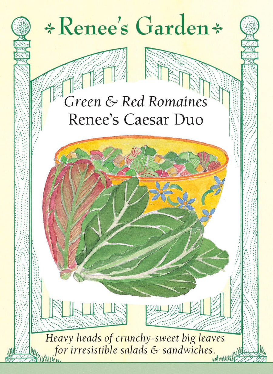 Visuel officiel de Renee's Garden pour les semences « Laitues romaines en mélange Caesar Romaine Duo », référence RN5158. Ce mélange contient à parts égales ‘Noga’ et ‘Cimarron’, deux romaines aux feuilles vertes ou rouges. Le semencier propose de les récolter jeunes ou de les laisser former des pommes denses. Les côtes croquantes se prêtent aux salades de type César. Chaque composante conserve sa propre couleur et peut être récoltée selon son développement.