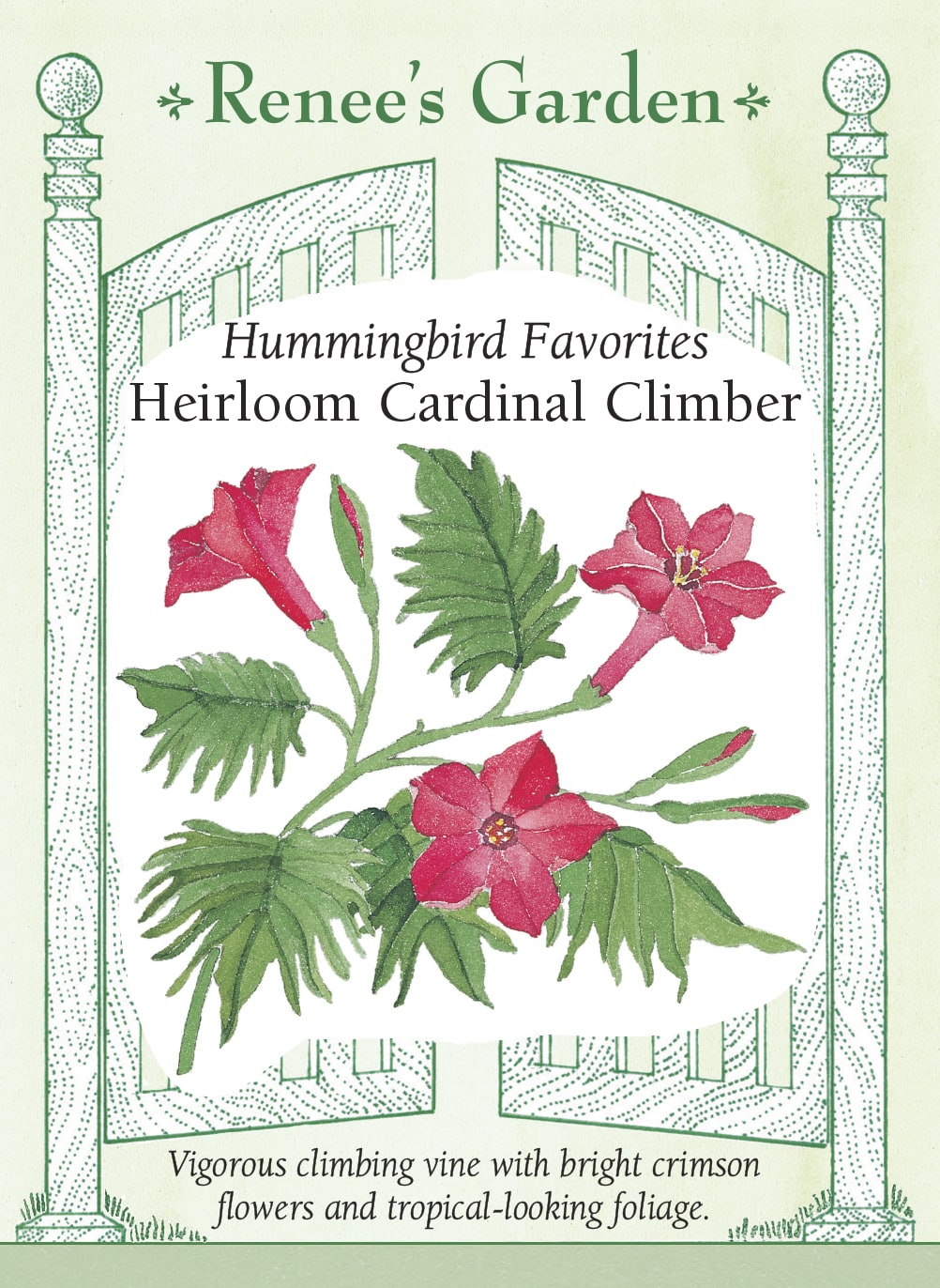 Visuel officiel de Renee's Garden associé aux semences d’ipomée cardinale, référence RN5162. Cette plante grimpante développe un feuillage vert foncé profondément découpé et de petites fleurs rouge cramoisi en trompette. Les fleurs mesurent environ 4 cm (1,5 po), selon le semencier. Les tiges s’enroulent autour d’un support et fleurissent pendant la partie chaude de l’été. Elles donnent une présence verticale à l’aménagement.