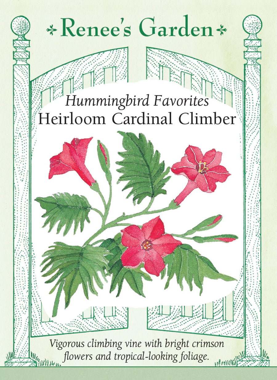 Visuel officiel de Renee's Garden associé aux semences d’ipomée cardinale, référence RN5162. Cette plante grimpante développe un feuillage vert foncé profondément découpé et de petites fleurs rouge cramoisi en trompette. Les fleurs mesurent environ 4 cm (1,5 po), selon le semencier. Les tiges s’enroulent autour d’un support et fleurissent pendant la partie chaude de l’été. Elles donnent une présence verticale à l’aménagement.
