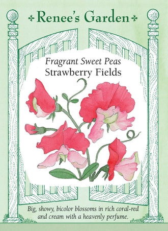 Visuel officiel de Renee's Garden associé aux semences de Pois de senteur ‘Strawberry Fields’, référence RN5166. Les fleurs rouge corail conservent une touche crème dans les boutons. Elles apparaissent tôt et sont portées par de longs pédoncules. Les fleurs parfumées contrastent avec les calices et les feuilles verts, au jardin comme dans les bouquets.